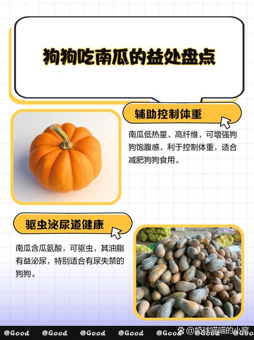 狗狗可吃南瓜泥，助消化又营养，注意别过量！（南瓜狗狗吃了有什么好处和坏处）