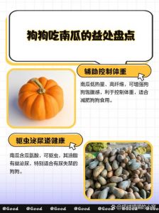 狗狗可吃南瓜泥，助消化又营养，注意别过量！（南瓜狗狗吃了有什么好处和坏处）