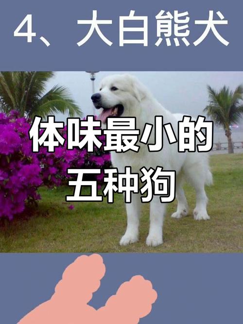 雪纳瑞泰迪等（没有体臭的狗狗有哪些）