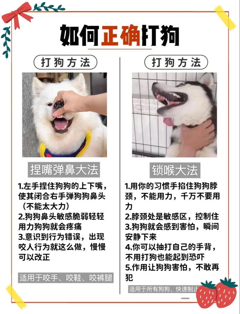 养狗需负责，妥善处理别弃养（如何处理不想养的狗狗）