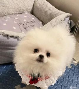 小型犬当宠物，可爱又省心，生活添乐趣！（什么小狗长不大）