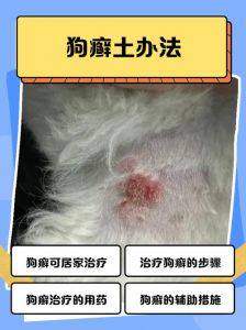 狗狗体味重怎么办？看这里！（狗狗身上臭味如何消除）