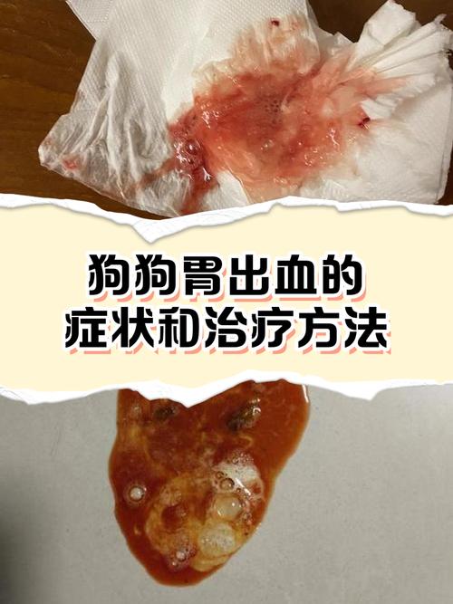 狗狗拉血呕吐别大意，速送医救命！（狗狗拉血呕吐不吃不喝没精神）