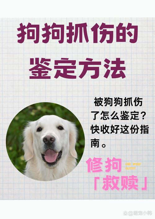 被狗抓伤？别大意，速处理并就医！（狗狗轻微抓破表皮要紧吗）