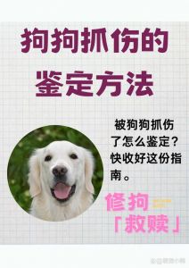 被狗抓伤？别大意，速处理并就医！（狗狗轻微抓破表皮要紧吗）