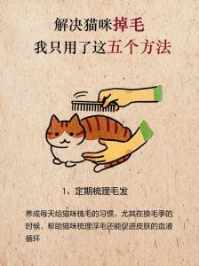 猫咪掉毛多？梳毛补营养，健康毛发生起来！（宠物猫掉毛怎么解决）