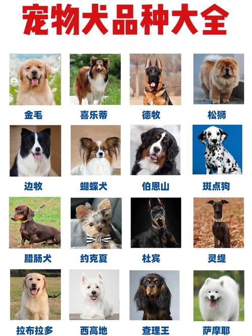 了解各品种特点和护理要点（狗狗图片品种大全图）