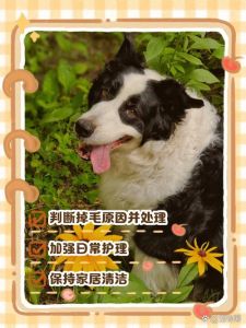 狗狗掉毛多？多因素导致，均衡饮食是关键（狗狗掉毛严重什么原因）