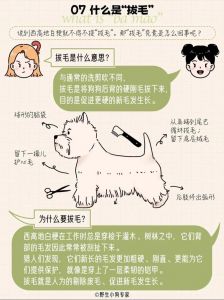 狗狗掉毛多？试试这些土办法！（狗掉毛民间土办法）