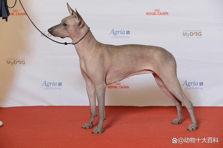 贵宾柴犬比熊等推荐（哪种狗掉毛少体味轻）