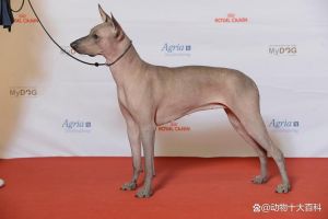 贵宾柴犬比熊等推荐（哪种狗掉毛少体味轻）
