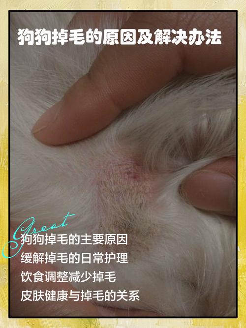 狗狗掉毛多？不同品种掉法大不同！（宠物掉毛图片）