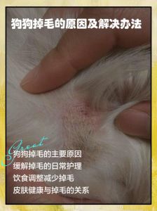狗狗掉毛多？不同品种掉法大不同！（宠物掉毛图片）