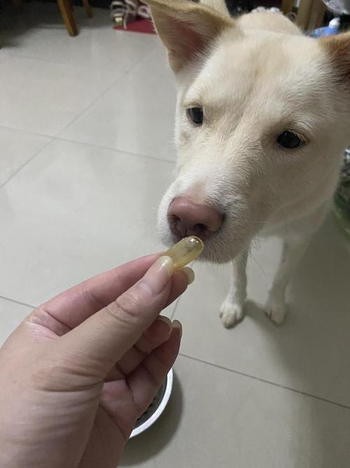 狗狗吃鱼油体味重？饮食清洁是关键！（狗吃鱼油体味变腥）