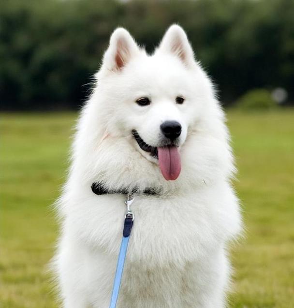 聪明粘人小型犬,适合现代家庭(体型不太大聪明温顺好养的狗) 聪明粘人小型犬,适合现代家庭(体型不太大聪明温顺好养的狗)