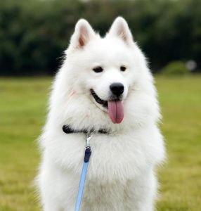 聪明粘人小型犬，适合现代家庭（体型不太大聪明温顺好养的狗）