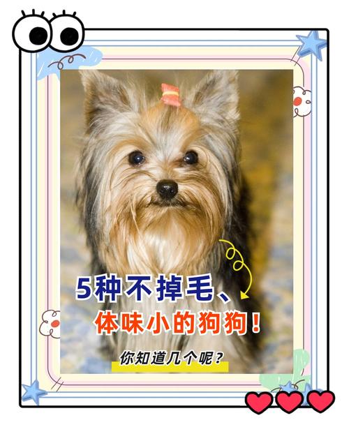 选体味轻狗狗,少洗澡家里也清爽(哪些宠物狗没有体味) 选体味轻狗狗,少洗澡家里也清爽(哪些宠物狗没有体味)
