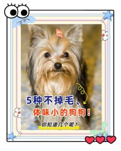 选体味轻狗狗，少洗澡家里也清爽（哪些宠物狗没有体味）