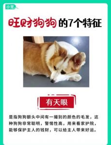 养狗狗旺家添欢乐，金毛黑狗柴犬等都可爱忠诚！（十大最旺家的狗）