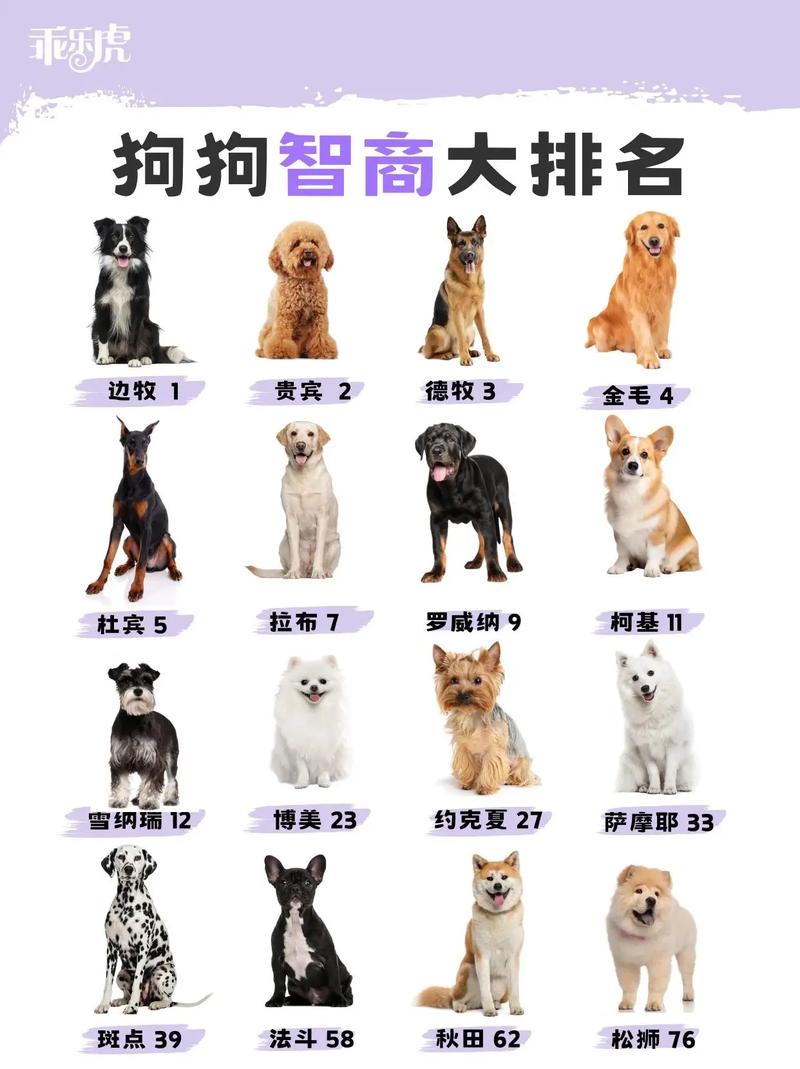 宠物毛发与性格特点（狗的聪明毛在哪）