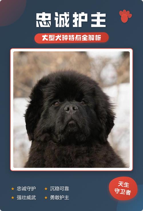 守护你的忠诚伙伴(十大忠心护主的狗狗) 守护你的忠诚伙伴(十大忠心护主的狗狗)