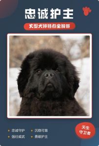 守护你的忠诚伙伴（十大忠心护主的狗狗）