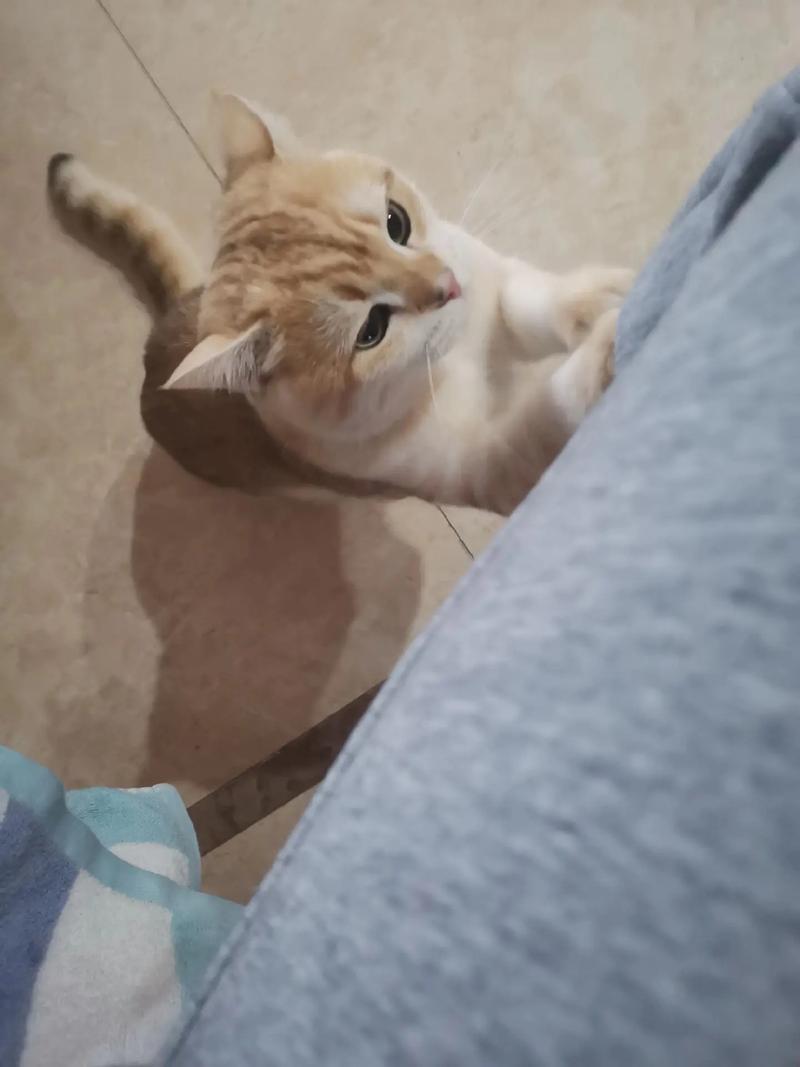 猫抓伤小腿,一般没事,注意观察消毒(被家猫不小心摸了一下小腿有事吗) 猫抓伤小腿,一般没事,注意观察消毒(被家猫不小心摸了一下小腿有事吗)