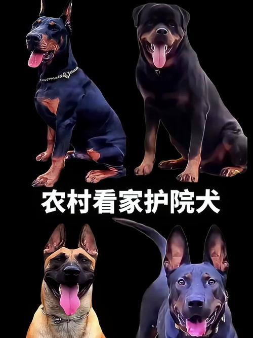 捷克梗卡斯罗德国牧羊犬等忠诚勇猛(看家护院的狗什么最好) 捷克梗卡斯罗德国牧羊犬等忠诚勇猛(看家护院的狗什么最好)