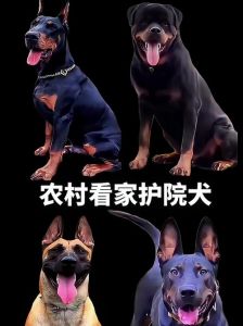 捷克梗卡斯罗德国牧羊犬等忠诚勇猛（看家护院的狗什么最好）