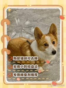 狗狗体味重？多因饮食皮肤或肛门腺，这样护理有奇效！（狗狗味道很重怎么消除）