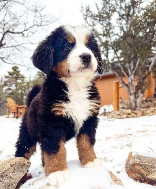忠诚田园犬受欢迎,伯恩山需大空间,约克夏怕冷,养犬要驱虫注意安全(乔恩养的狗是什么品种) 忠诚田园犬受欢迎,伯恩山需大空间,约克夏怕冷,养犬要驱虫注意安全(乔恩养的狗是什么品种)
