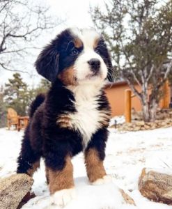 忠诚田园犬受欢迎，伯恩山需大空间，约克夏怕冷，养犬要驱虫注意安全（乔恩养的狗是什么品种）