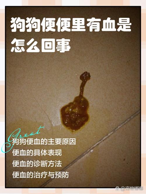 狗狗拉血？快查原因，科学护理很重要！（狗狗拉血怎么办）
