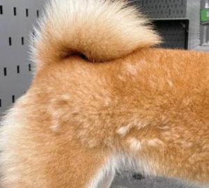 狗狗掉毛多怎么办？（狗爱掉毛）
