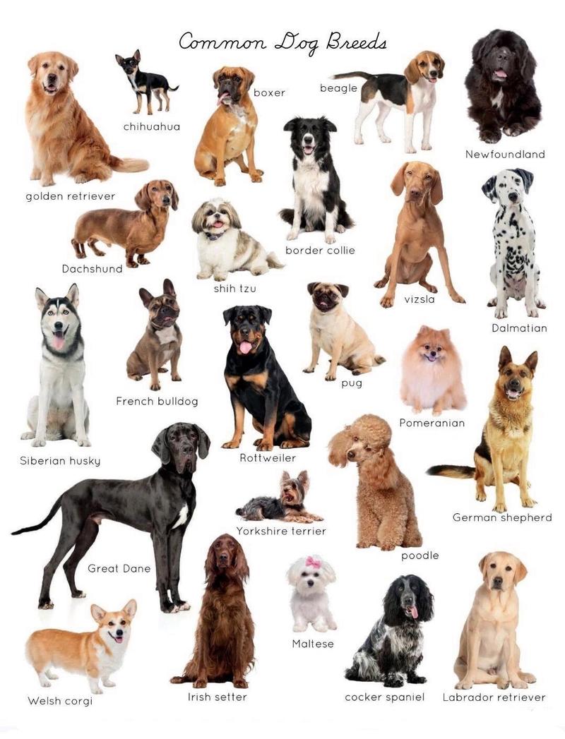 100种狗狗大集合,贵宾犬哈士奇藏獒等你来了解!(100种狗狗图片) 100种狗狗大集合,贵宾犬哈士奇藏獒等你来了解!(100种狗狗图片)