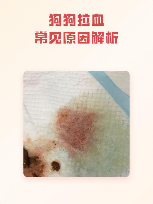 狗狗拉血需警惕，速联兽医早治疗！（狗拉血能自愈吗）