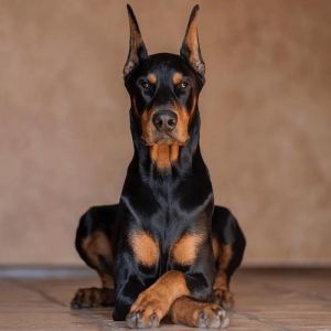 狗的凶猛是天性与驯化的结果（世界十大最凶猛的狗排行榜）