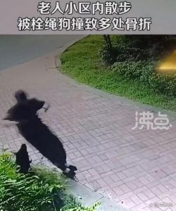 养狗注意安全，防咬防划伤，及时处理伤口很重要！（养狗被狗划伤不是经常的事吗）