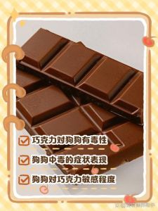 巧克力洋葱有毒，别喂狗狗！（夸克土养狗或家养狗可不可以吃巧克力）