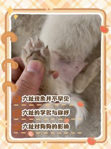 狗爪子和犬爪子的区别（犬和狗的爪子区别是什么）