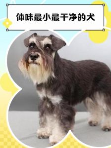 选对狗狗品种 减少体味（什么狗狗体味最小）