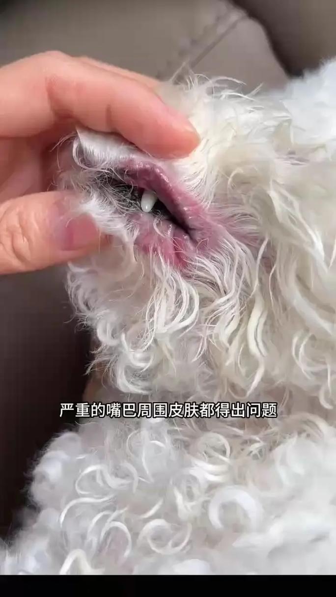 狗狗下巴长白毛原因及照顾（狗狗嘴巴下面长白色毛毛）