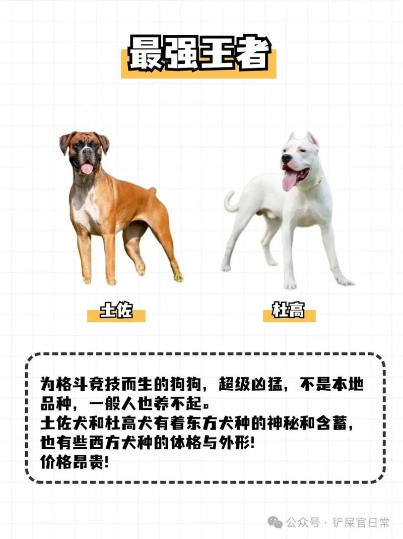 不同狗狗体味浓淡有别,了解这些爱犬个性特征!(狗的体味排行榜) 不同狗狗体味浓淡有别,了解这些爱犬个性特征!(狗的体味排行榜)