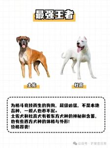 不同狗狗体味浓淡有别，了解这些爱犬个性特征！（狗的体味排行榜）