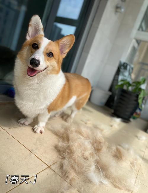 贵宾比熊西高地白梗（什么狗掉毛少）