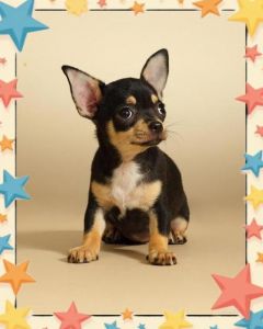 推荐几种适合家养的小型犬（小型犬体味小不掉毛安静的狗）