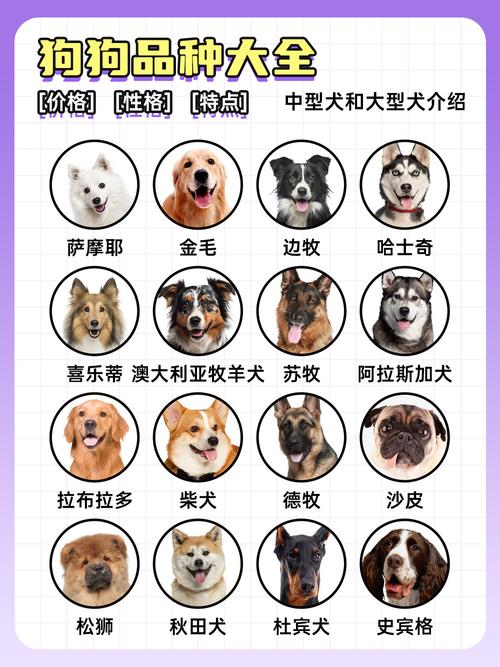 狗品种多，选对适合你家（宠物狗的品种图片大全）