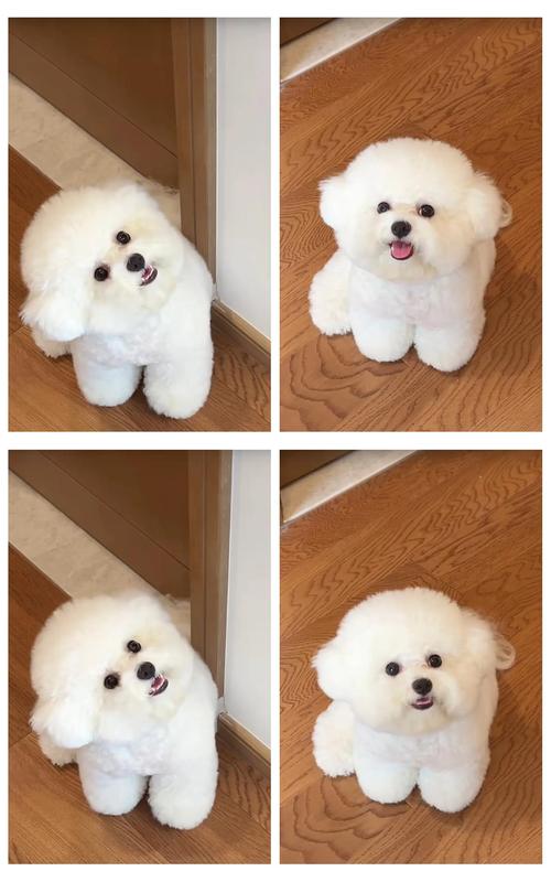 低掉毛犬种护理要点（白色的狗不爱掉毛）