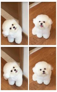 低掉毛犬种护理要点（白色的狗不爱掉毛）
