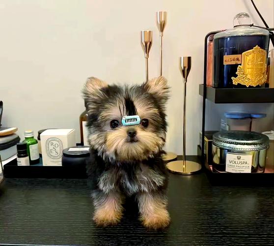 狗狗体味轻的秘诀（什么宠物犬不掉毛没体味）